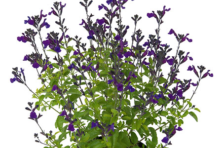 Salvia Ignition Purple