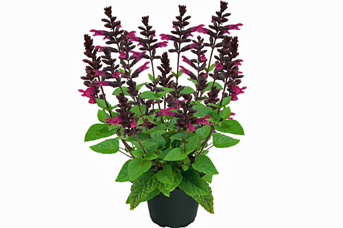 Salvia ROCKIN KIDS Cherry Salvia ROCKIN KIDS Cherry