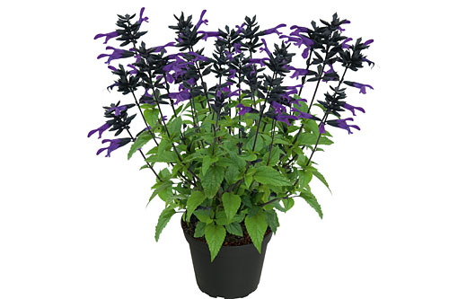 Salvia ROCKIN KIDS Navy Salvia ROCKIN KIDS Navy