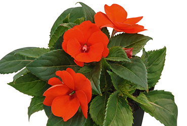 Impatiens Sunpatiens Electric Orange