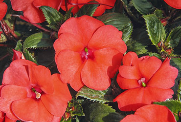 Impatiens Sunpatiens Hot Coral