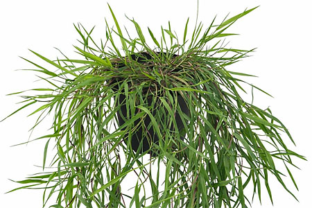 Agrostis Green Twist Agrostis Green Twist