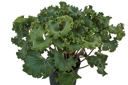 arfugium Wavy Gravy Farfugium Wavy Gravy