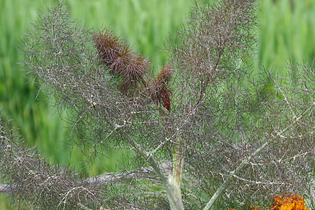 Foeniculum Chocolate Feather title=