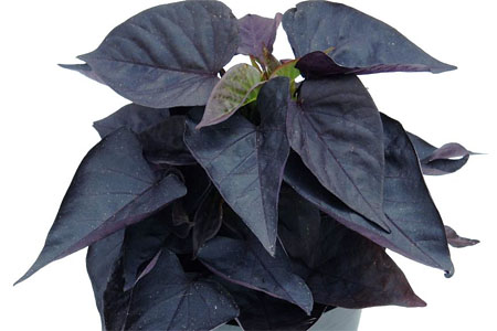 Ipomoea Jet Black Ipomoea Jet Black