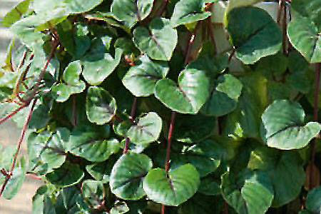 Lysimachia Sunburst Lysimachia Sunburst