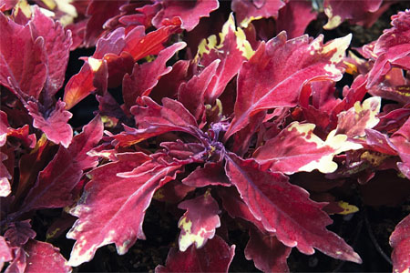 Solenostemon Apple Brandy Solenostemon Apple Brandy