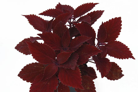 Solenostemon Rediculous Solenostemon Rediculous