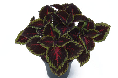 Solenostemon Torchlight Solenostemon Torchlight