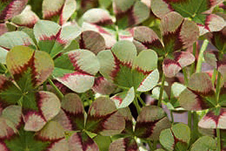 Trifolium Angel Clover Jade Trifolium Angel Clover Jade