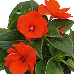 Sunpatiens compact Electric Orange