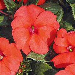 Sunpatiens compact Hot Coral