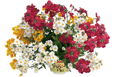TrioMio Sunsatia Happy