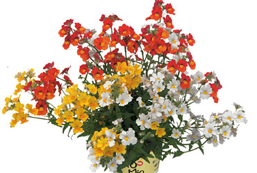 TrioMio Sunsatia Sunshine
