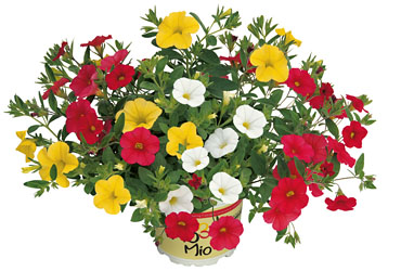 TrioMio Superbells Salso