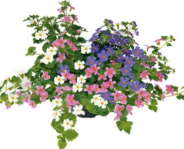 TrioMio Sutera 'Everest'