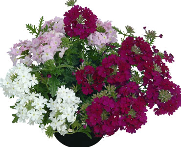 TrioMio Vepita 'Charme'