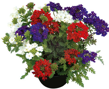 TrioMio Vepita 'Fireworks'