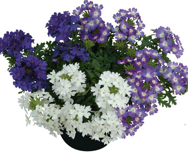 TrioMio Vepita 'Incense'