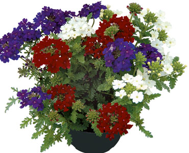 TrioMio Vepita 'Nightfire'