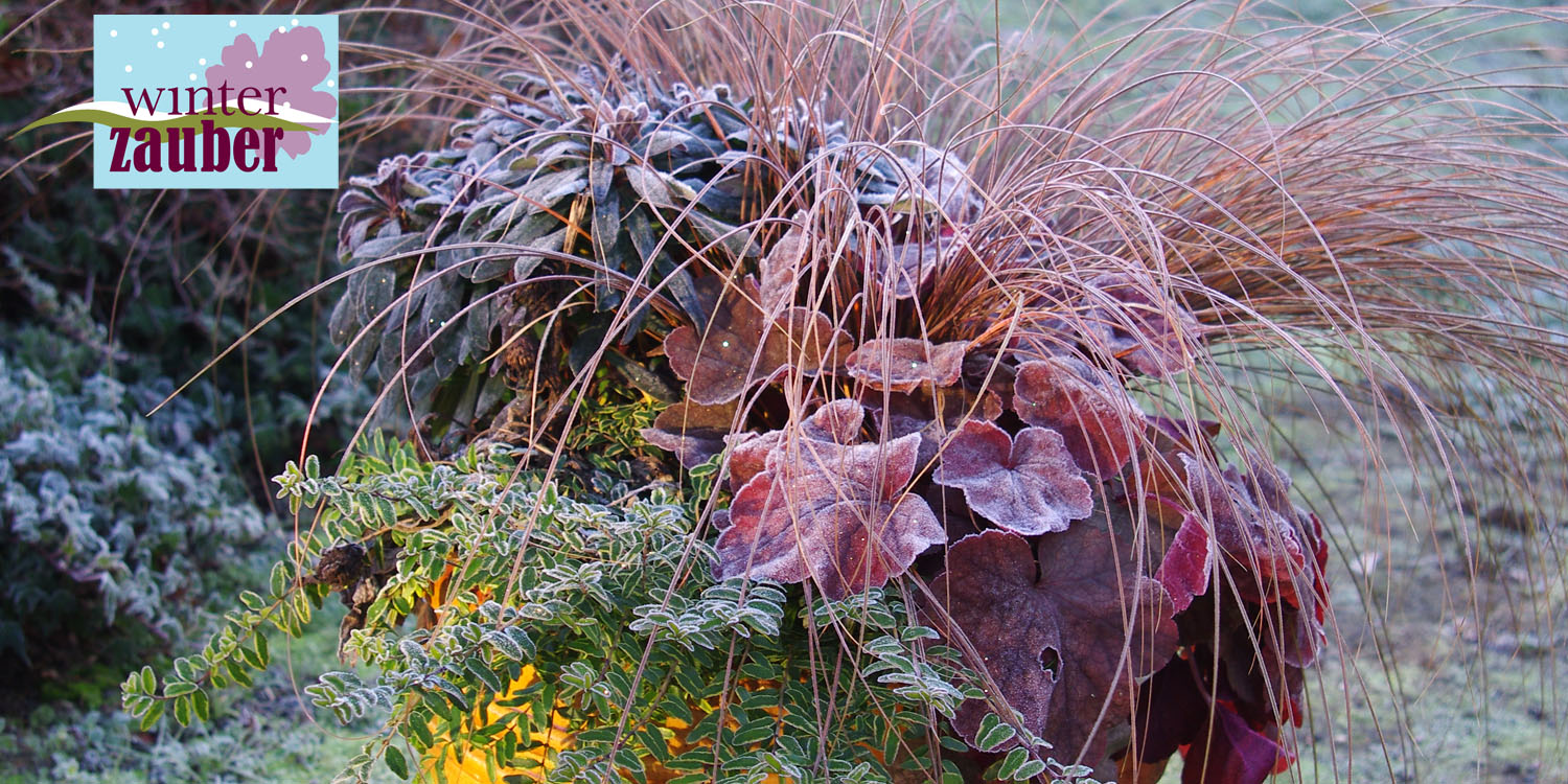 Winterzauber von Kientzler Jungpflanzen