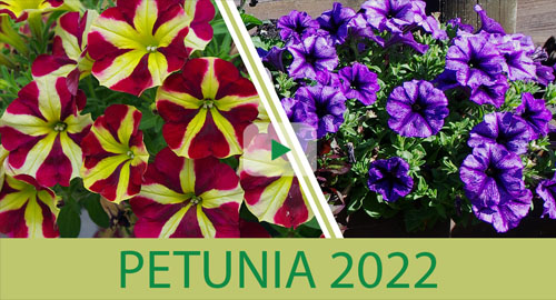Petunia-Neuheiten