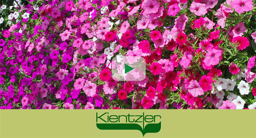 Petunia Vista von Proven Winners