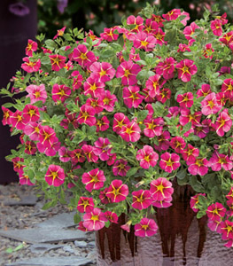 Calibrachoa Cherry Star