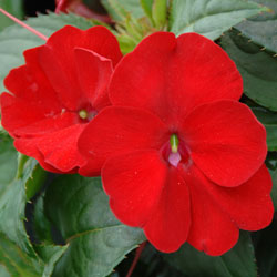 Sunpatiens compact Red