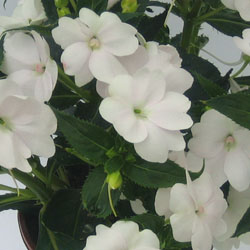 Sunpatiens compact White