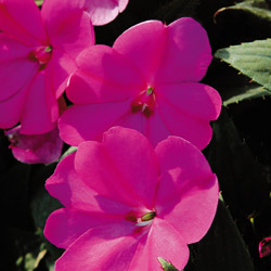 Sunpatiens compact Lilas