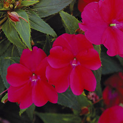 Sunpatiens compact Magenta