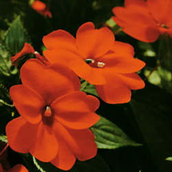 Sunpatiens compact Orange