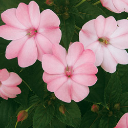 Sunpatiens compact Blush Pink