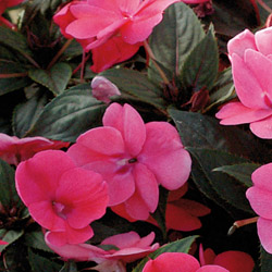 Sunpatiens compact Deep Rose