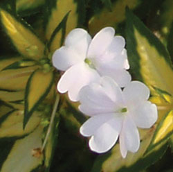 Sunpatiens spreading White