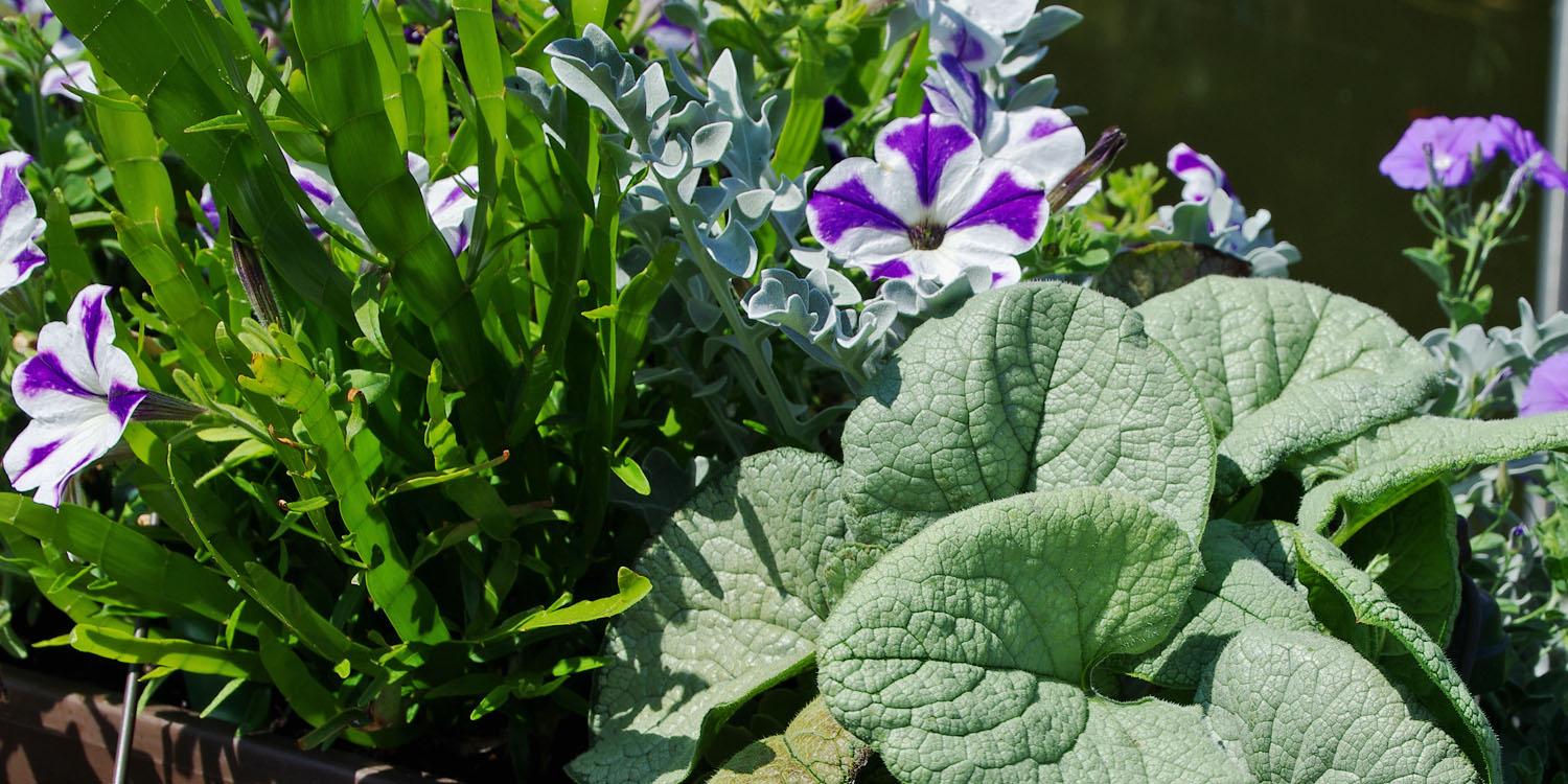 Foliage plants from Kientzler