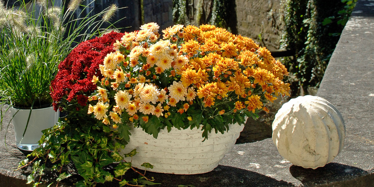 Chrysanthemum from Kientzler
