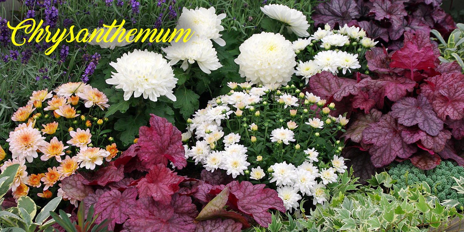 Chrysanthemum from Kientzler