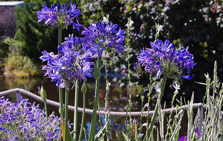 Agapanthus Charlotte Agapanthus Charlotte