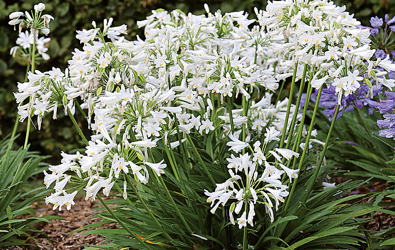 Agapanthus Pitchoune White Agapanthus Pitchoune White