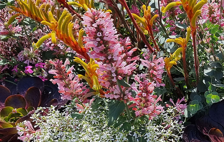 Agastache Pink Pearl