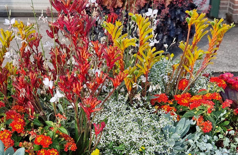 Kängurupfote Bush Gems