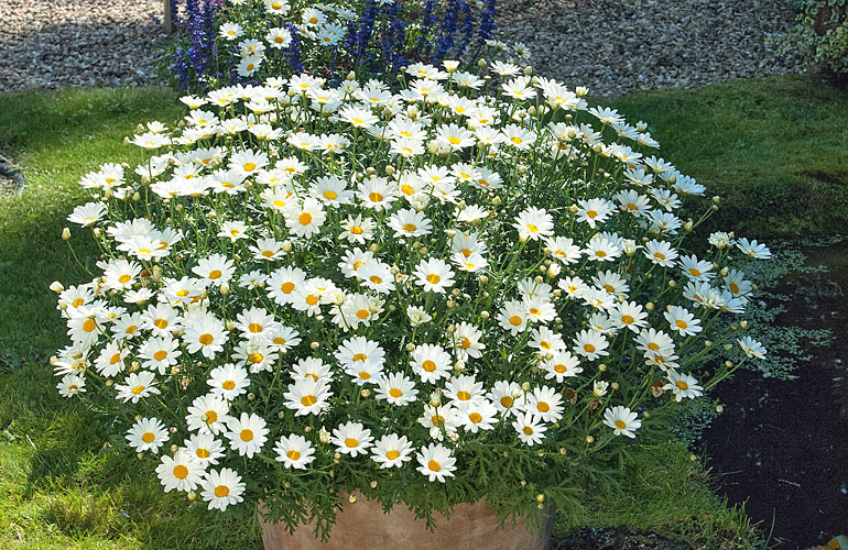 Argyranthemum de Kientzler Jeunes Plants