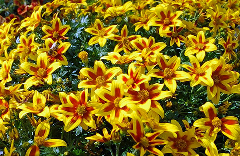 Bidens from  Kientzler Jeunes Plants