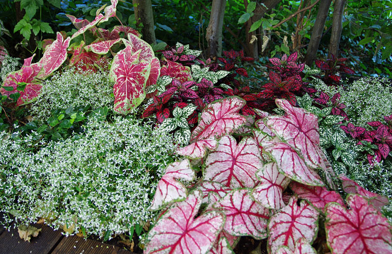 Caladium de Proven Winners