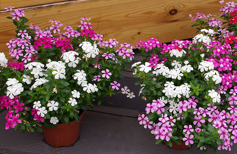 Diascia Breezee Diascia Breezee