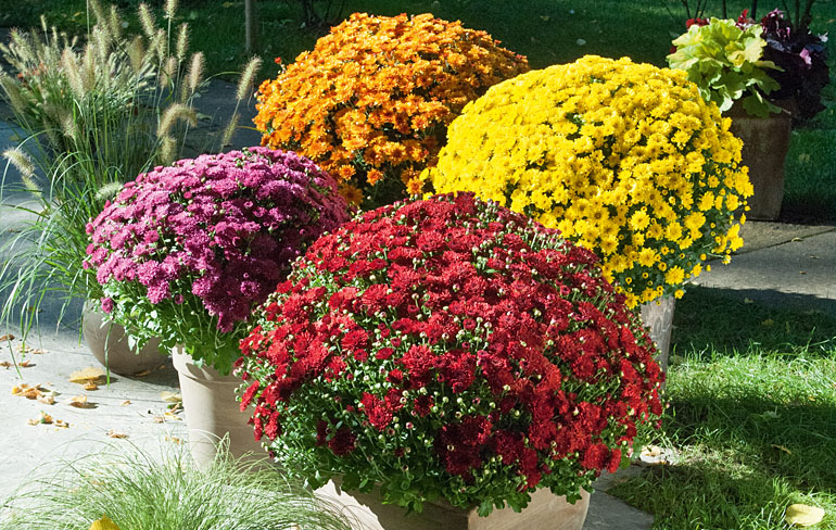 Chrysanthemum Kientzler Jungpflanzen