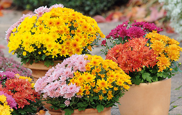 Chrysanthemum Yahou