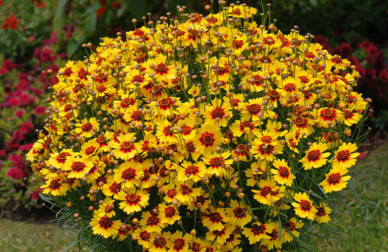 Coreopsis Kientzler Jeunes Plants